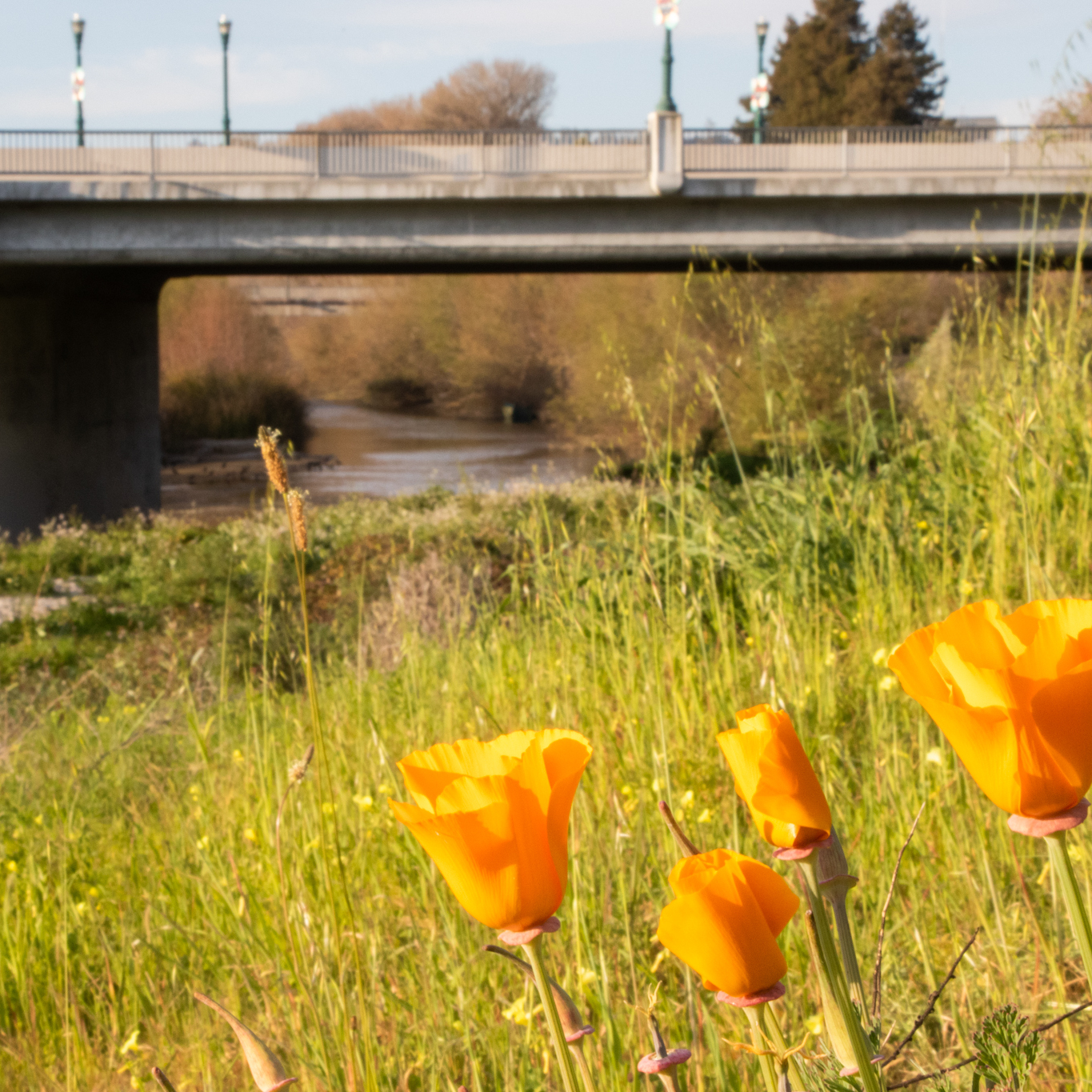 River Levee Cleanup @ San Lorenzo River - logo
